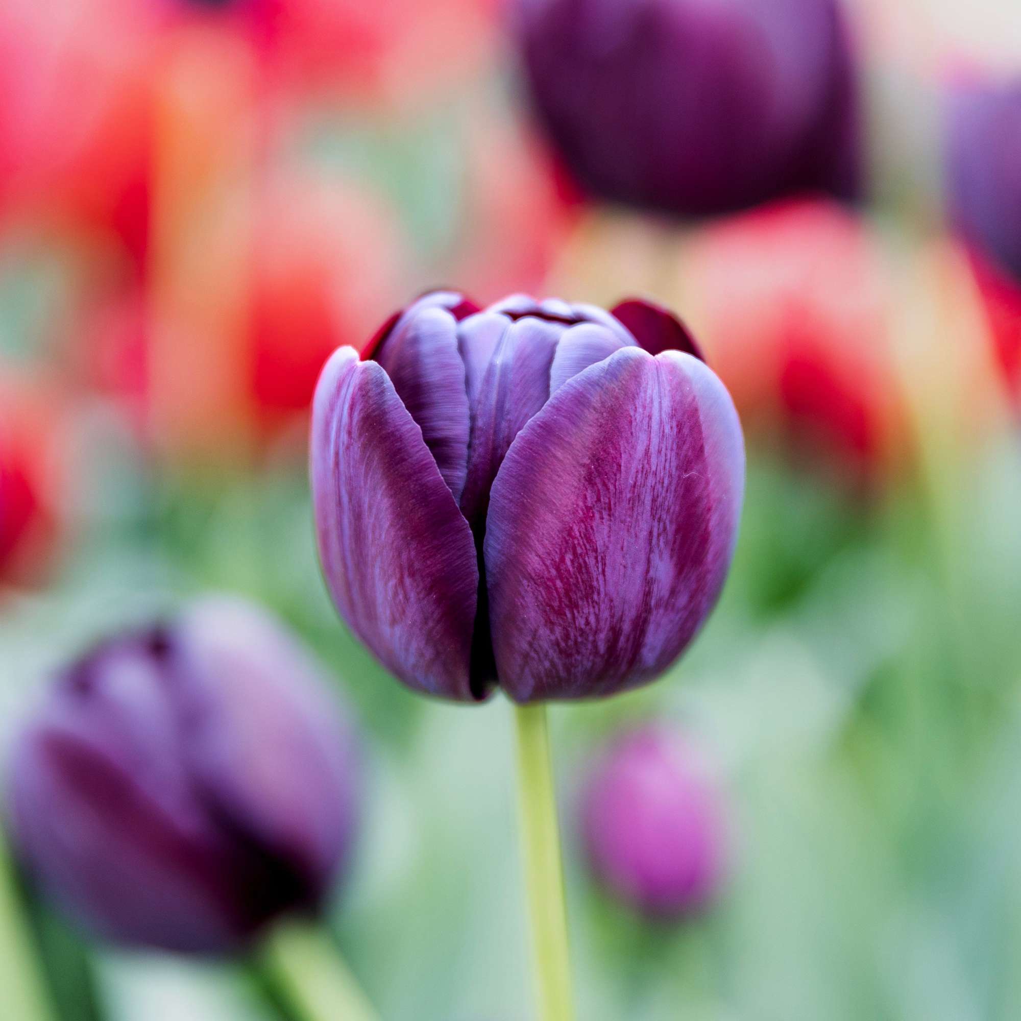 Tulpan 'Queen of Night'